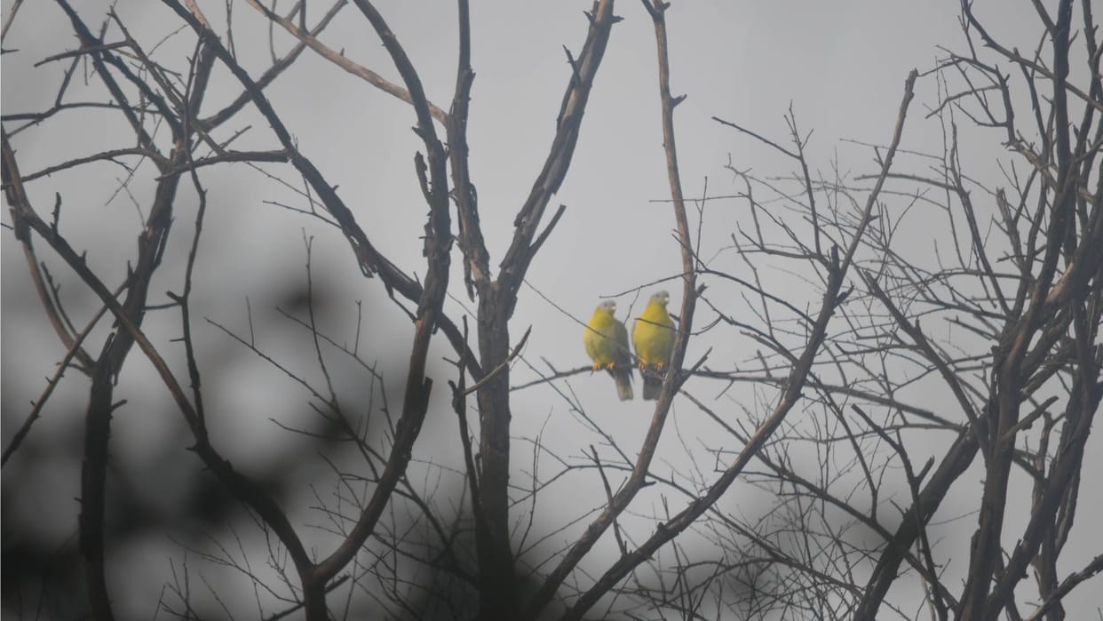 Are we successful in trying to conserve birds