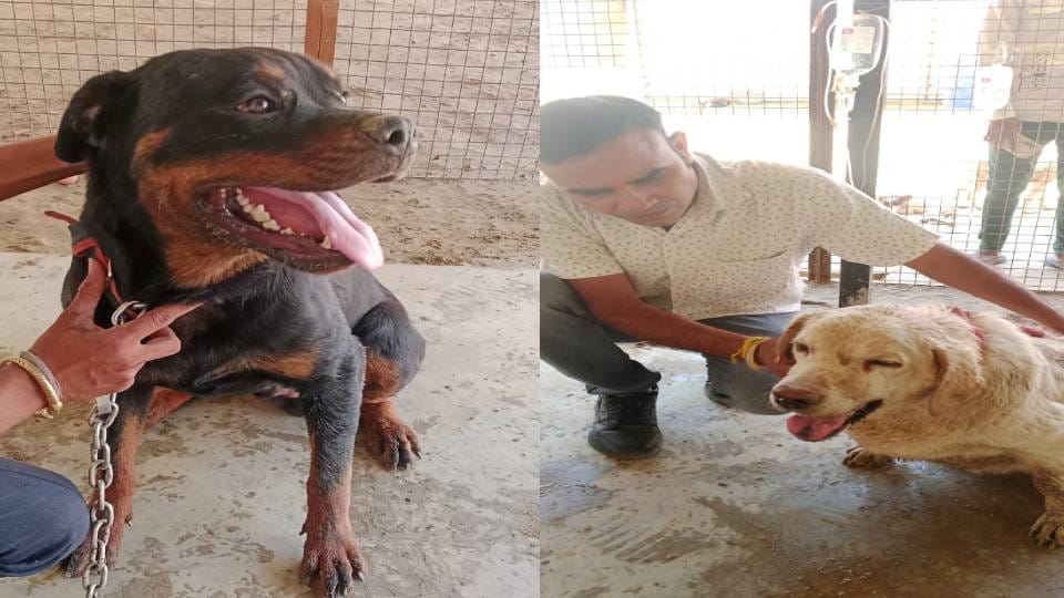 innocent dogs being tortured for breeding for foreign breed In Agra