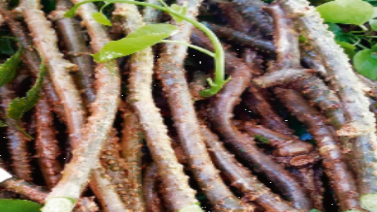 Decoction and juice of Giloy can save you from heat stroke, Botany expert of Mandi College did the experiment