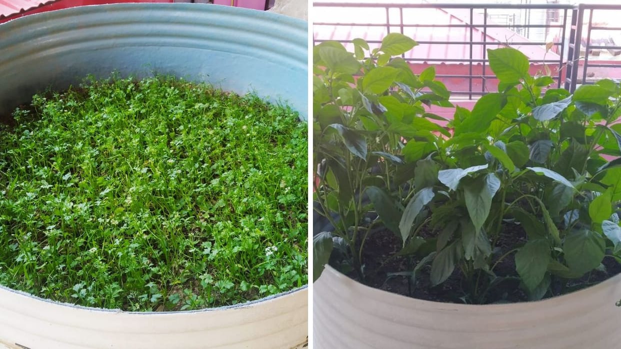 Himachal Pradesh ranks 5th in the country for setting up kitchen gardens in schools