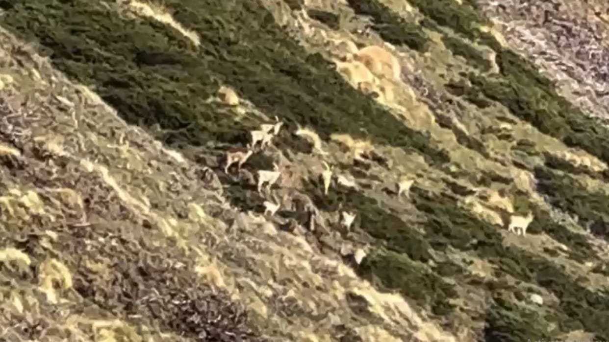 After Lahaul Spiti herds of Himalayan Ibex are also seen in the forests of Chamba