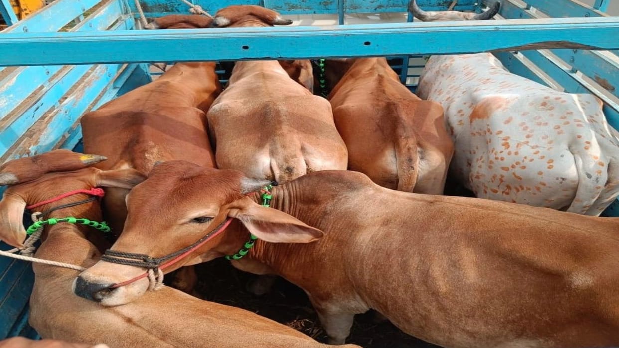 MP Police becomes strict on illegal transportation of cows, more than one thousand criminals caught in 6 month