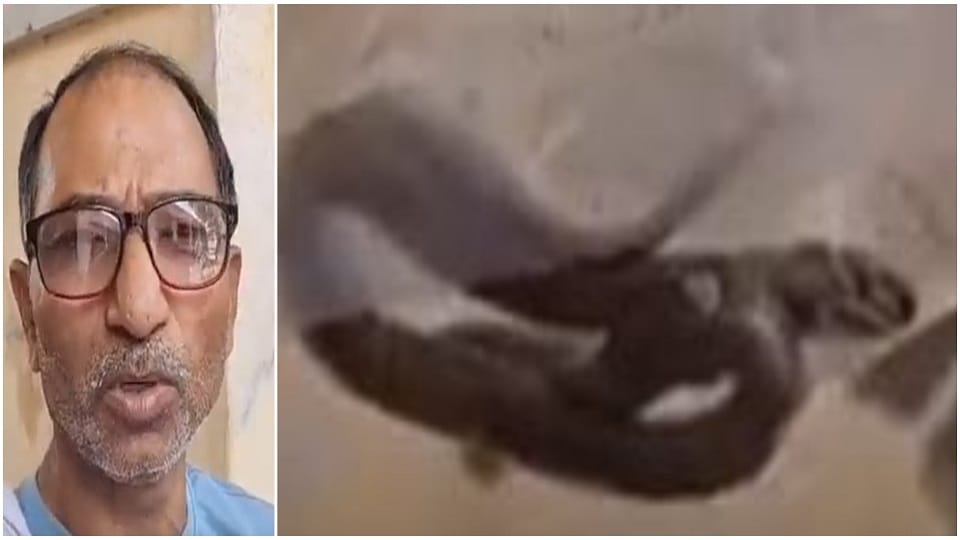 father goes after snake that bit his son surprised to know what happened next