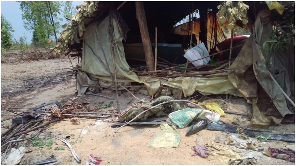 Wild elephant reached Bedra village of Beohari, created havoc in the village