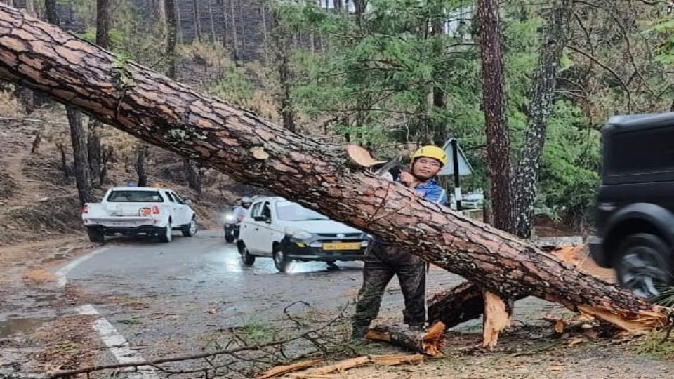 Traffic on various roads came to a standstill due to falling of trees due to the storm in almora