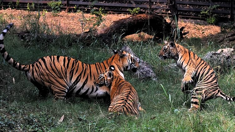 Zoo Staff Able To Identify Gender Of Tigress Cubs After 13 Months – Amar Ujala Hindi News Live