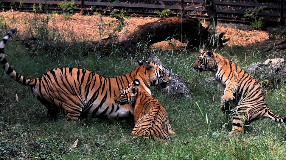 Zoo staff able to identify gender of tigress cubs after 13 months