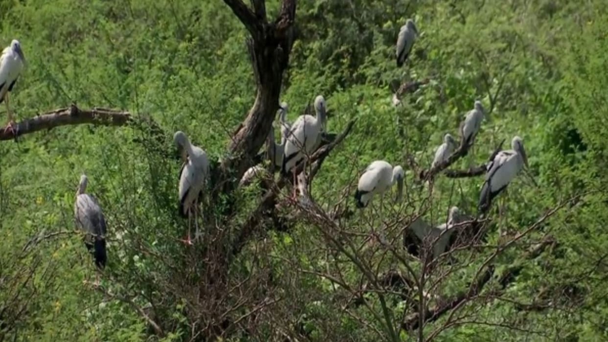 amid extreme heatwave Creation and maintenance water sources wildlife sanctuaries necessary animals
