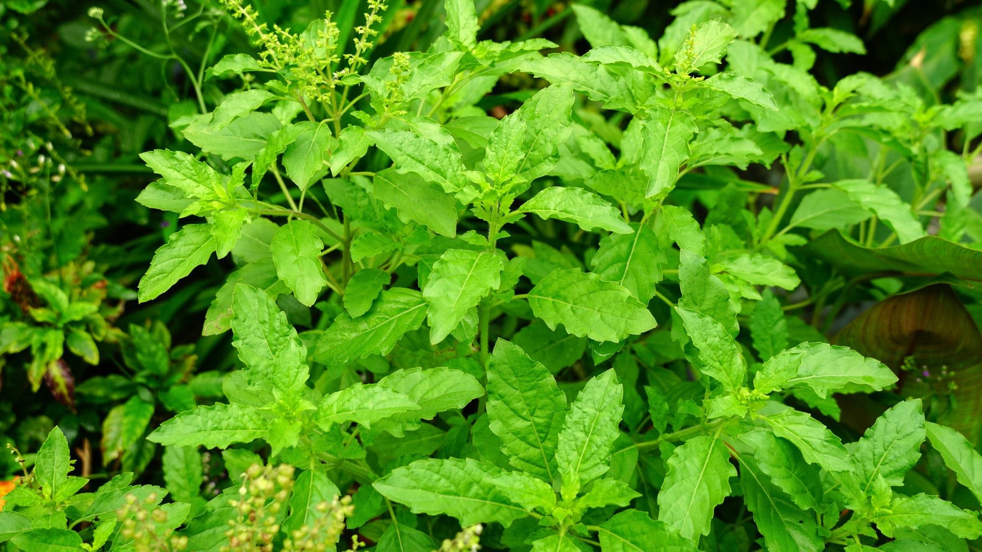 Tulsi Plant In Summer Make it green even in the heat of the sun try these effective tips immediately