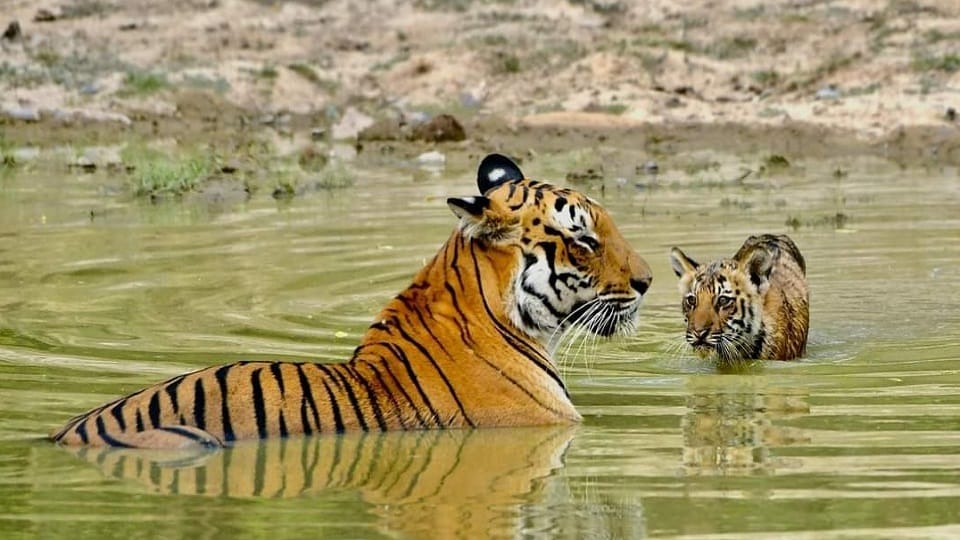 Wildlife Week shirt collar piece was found in cub's stomach forest department and wildlife experts stunning