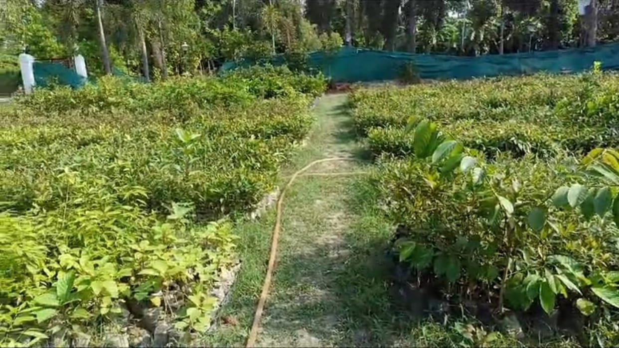 Delhi: MCD will increase the green area by developing forests using Miyawaki technology
