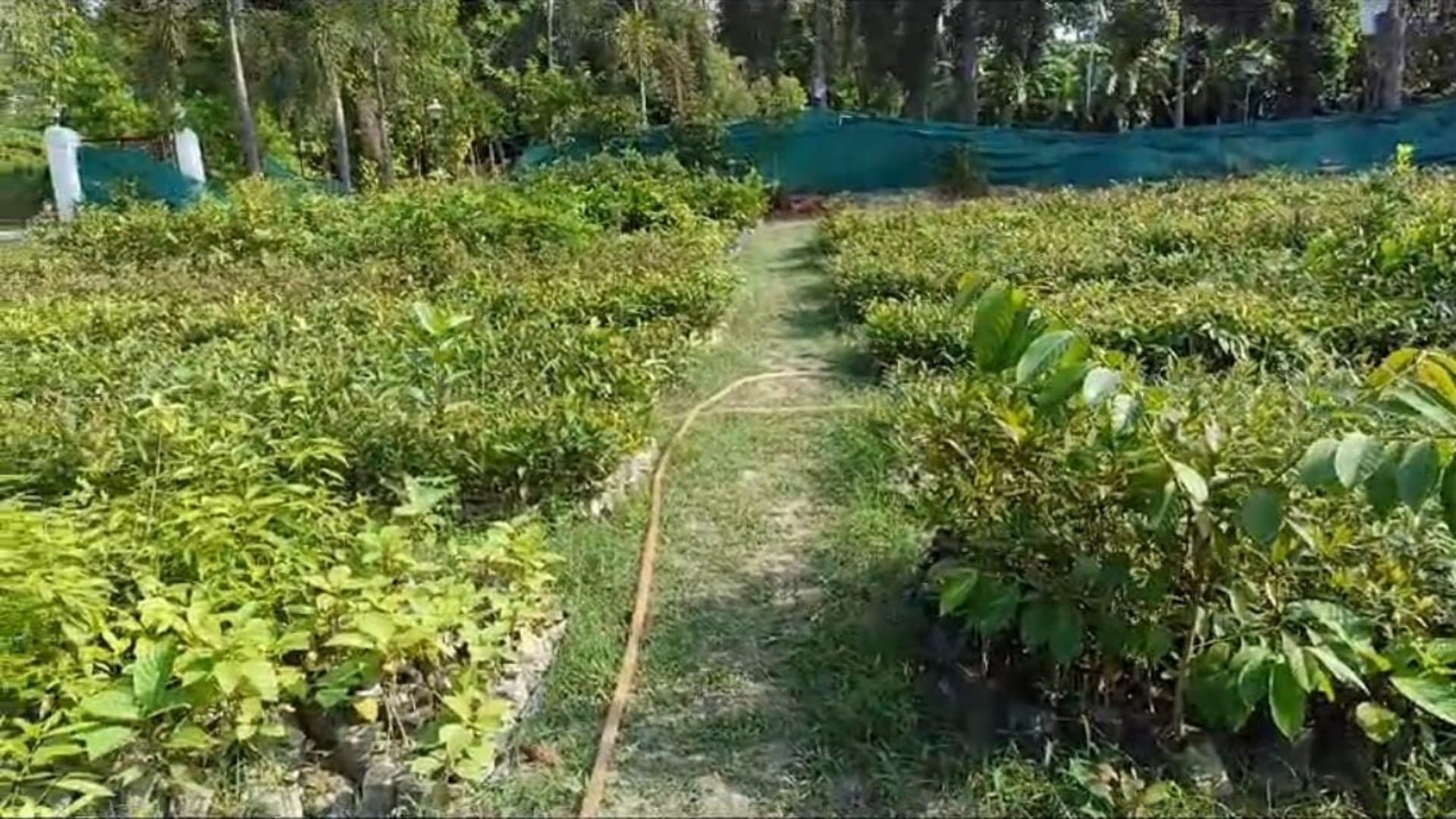 Bihar Forest Department: Miyawaki forest will provide relief from pollution and scorching heat, Climate Change