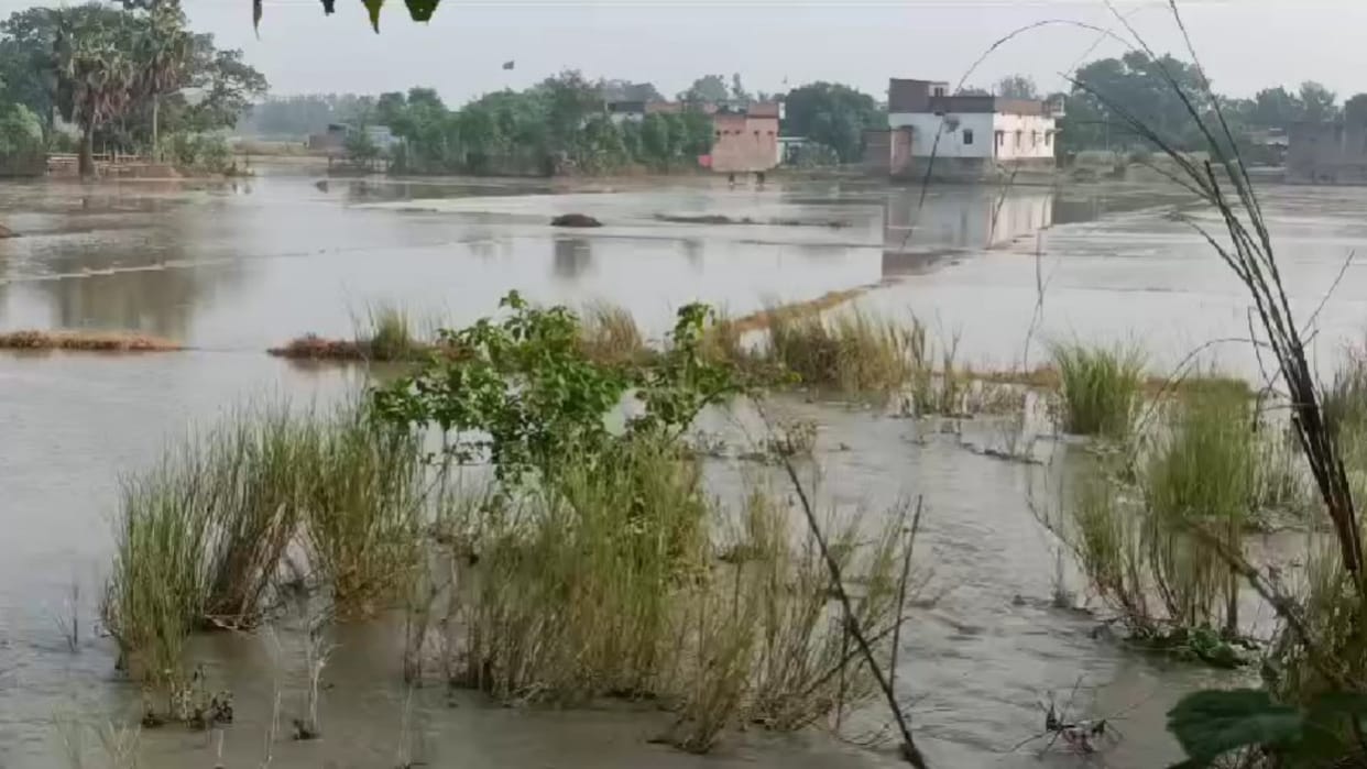 Bihar News: entire area got flooded due to breaking of canal dam in Siwan, department blamed rats