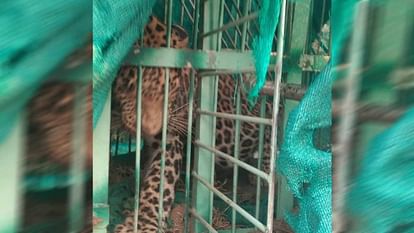 Leopard cub trapped in a cage Raiwala Rishikesh Rajaji Tiger Reserve Uttarakhand news in hindi