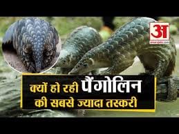 MP News: The accused involved in smuggling of rare wild animal Pangolin was arrested, he was absconding for a