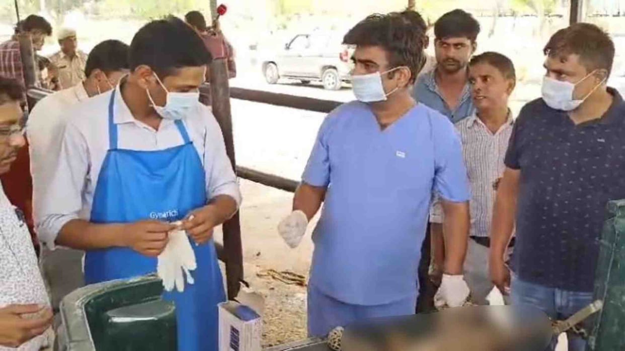 Alwar News: Panther and two cubs died due to electric shock in the forest