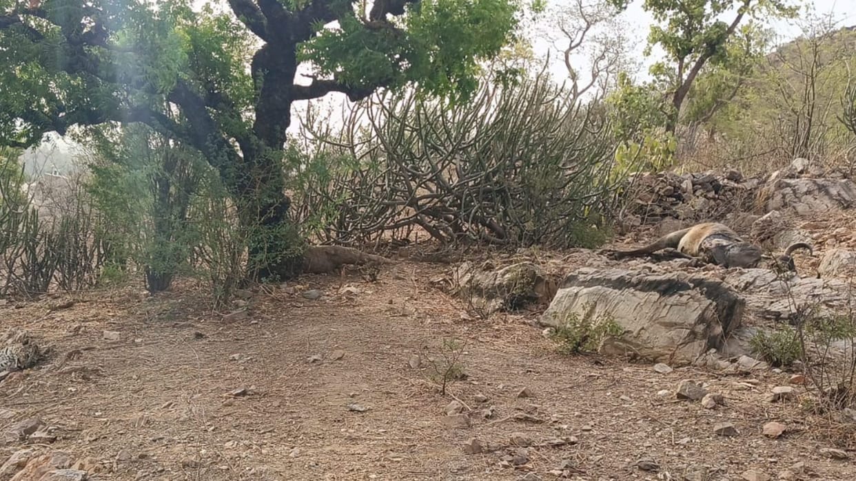 A female leopard lost her life in a fight between two leopards in udaipur
