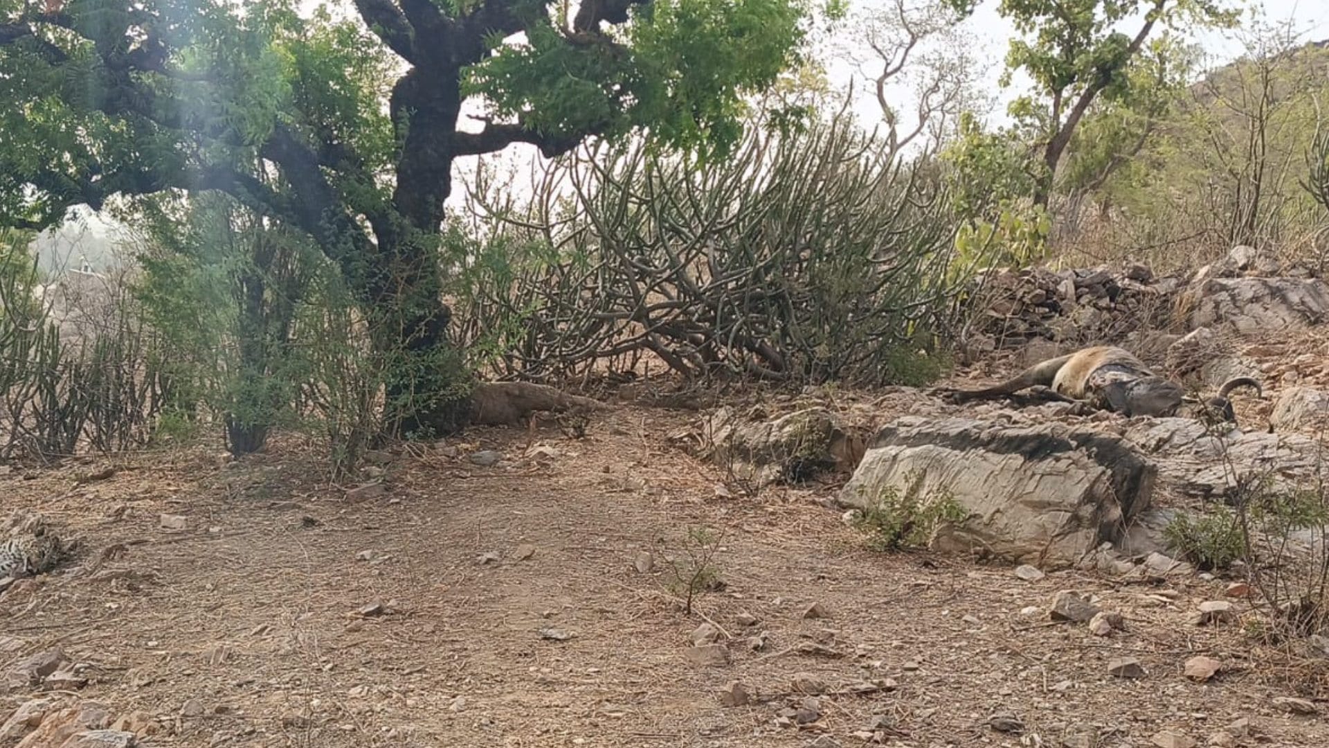 दो लेपर्डस की लड़ाई में मादा ने गंवाई जान