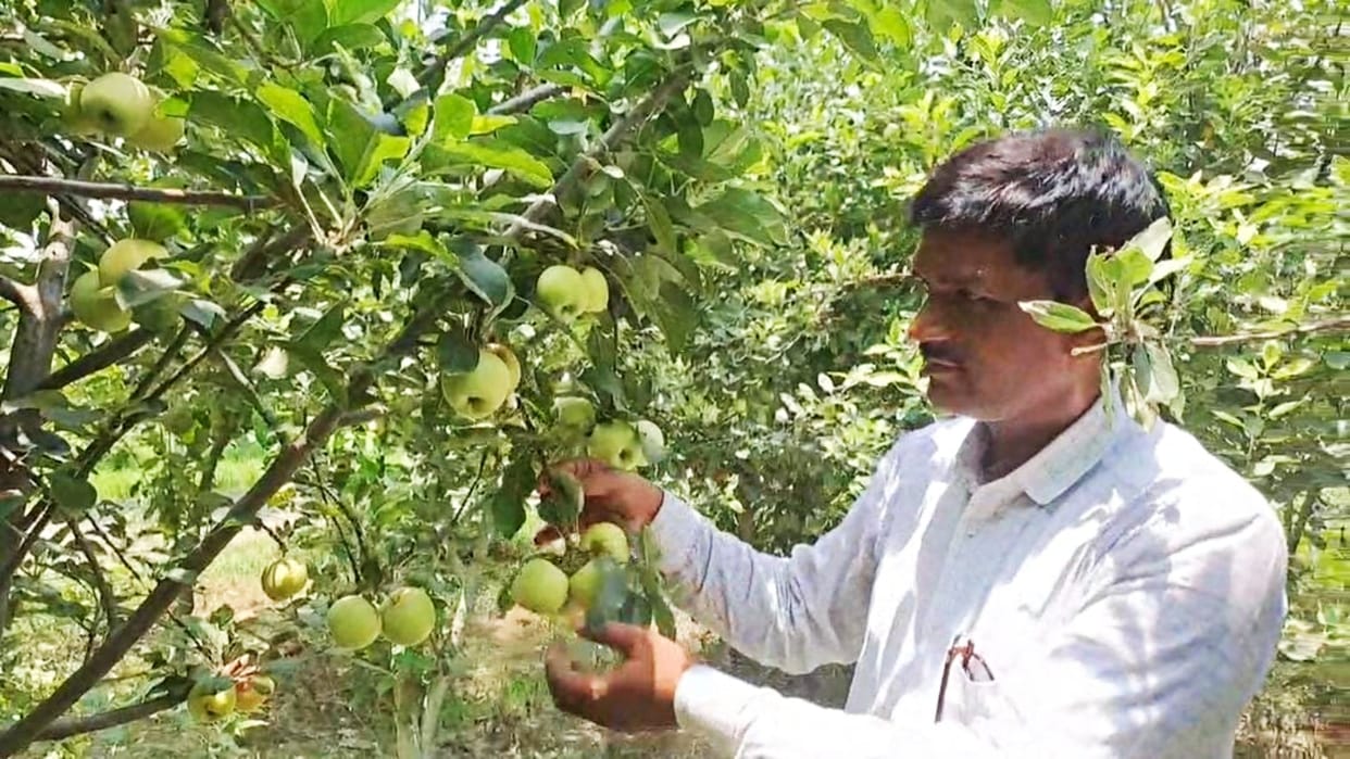 Agriculture: Apples can be grown even in hot states like Bihar; farmer Ramnandan Prasad, Muzaffarpur news