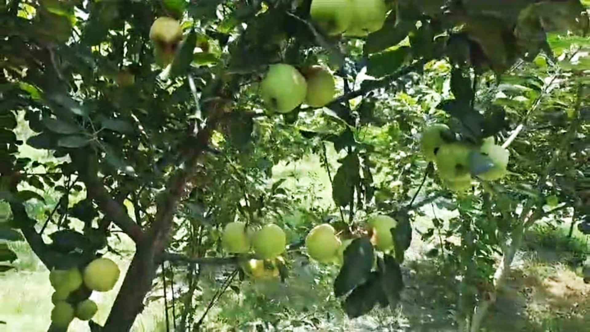 Agriculture: Apples can be grown even in hot states like Bihar; farmer Ramnandan Prasad, Muzaffarpur news