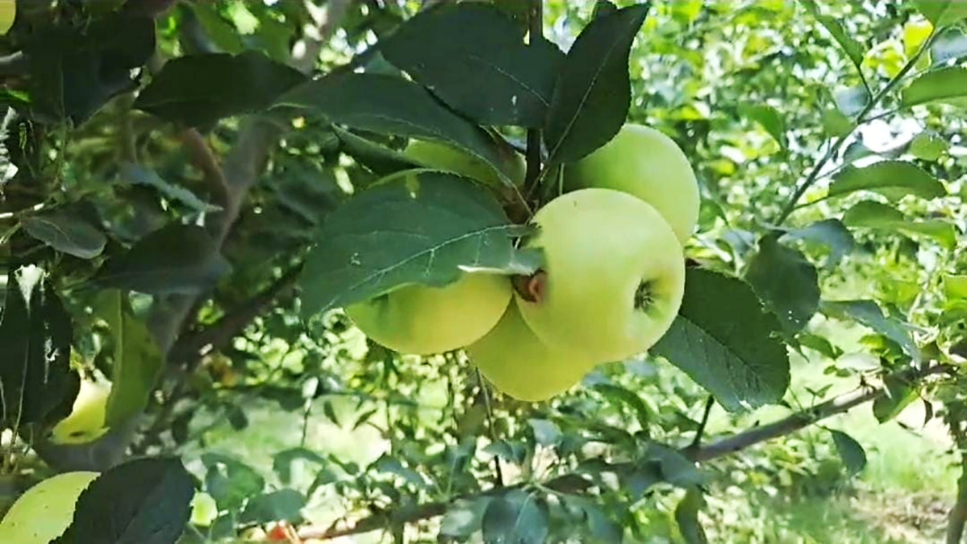 Agriculture: Apples can be grown even in hot states like Bihar; farmer Ramnandan Prasad, Muzaffarpur news