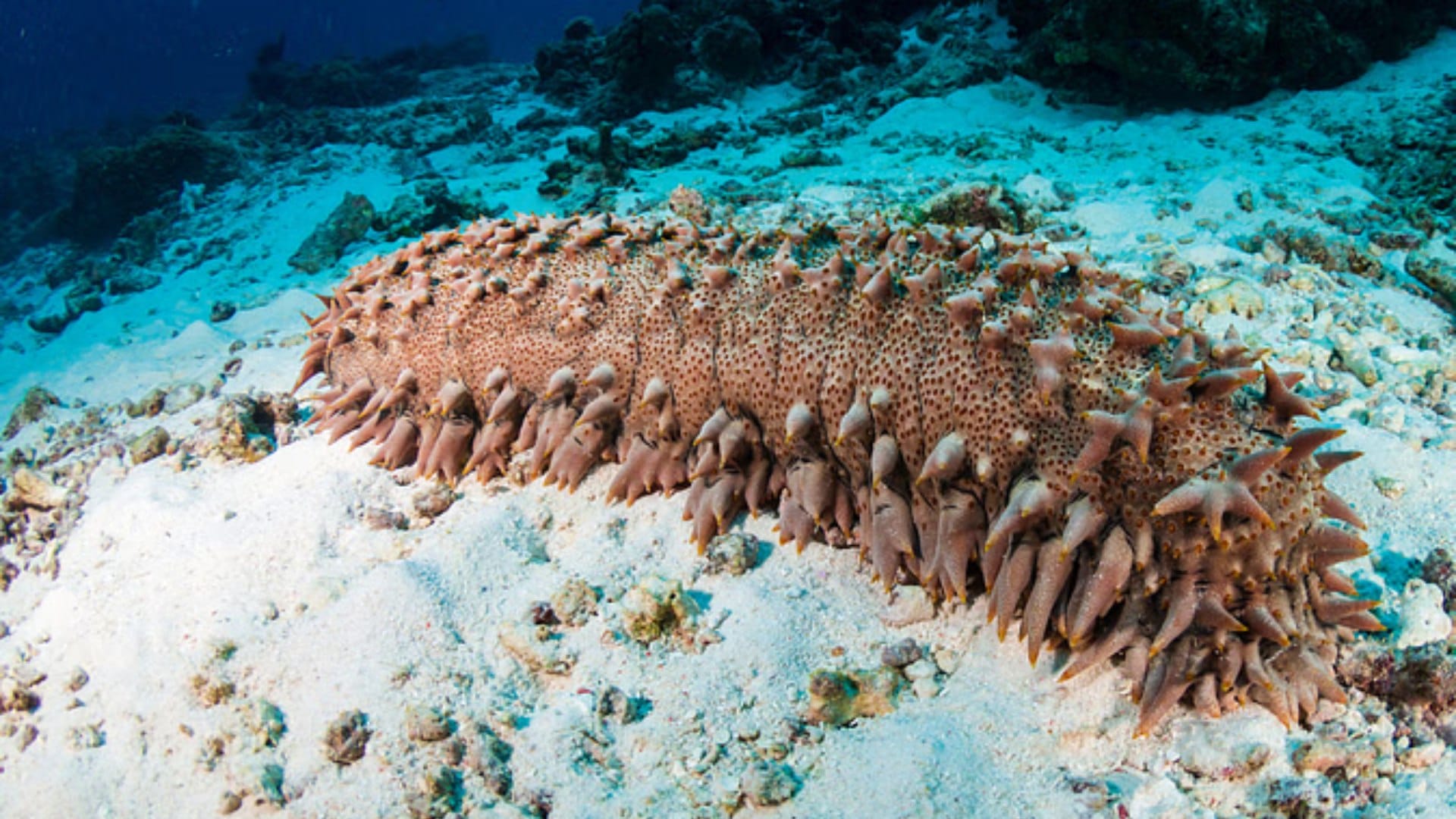Ajab-Gajab: sea cucumber is the most expensive fruit of India knwo the reason behind it
