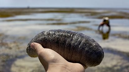 Ajab-Gajab: sea cucumber is the most expensive fruit of India knwo the reason behind it