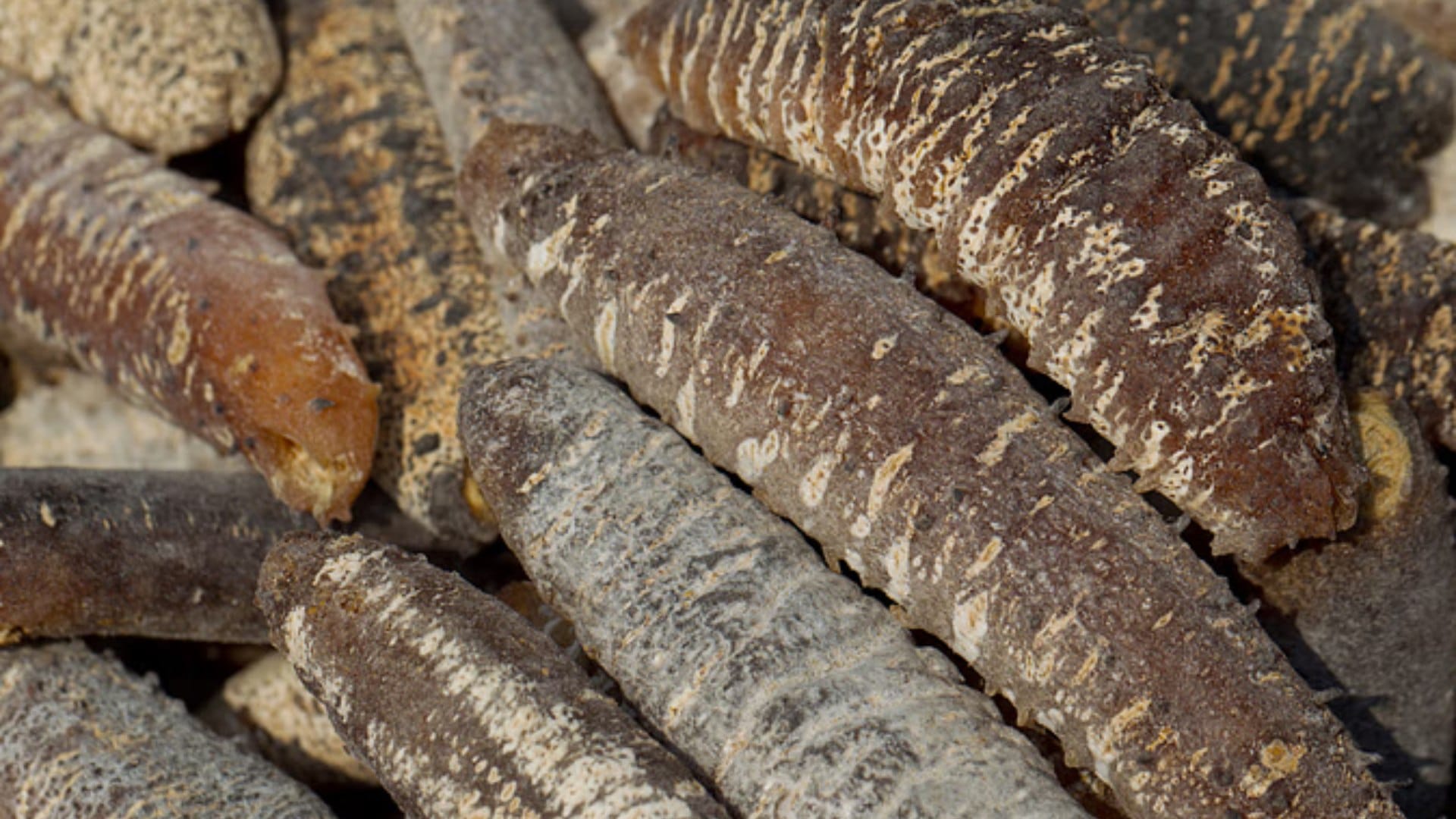 Ajab-Gajab: sea cucumber is the most expensive fruit of India knwo the reason behind it