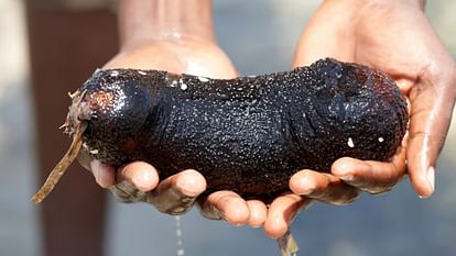 Ajab-Gajab: sea cucumber is the most expensive fruit of India knwo the reason behind it