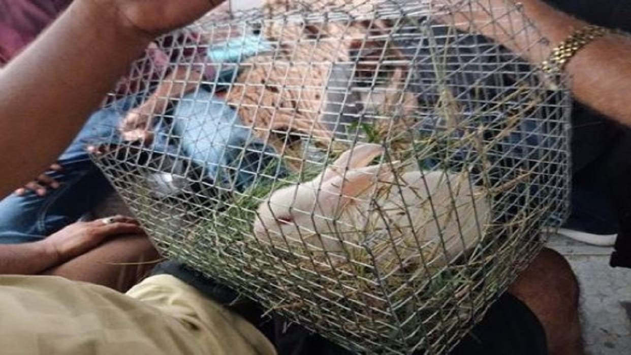 conductor who issued a ticket for rabbit in a roadways bus was removed from duty