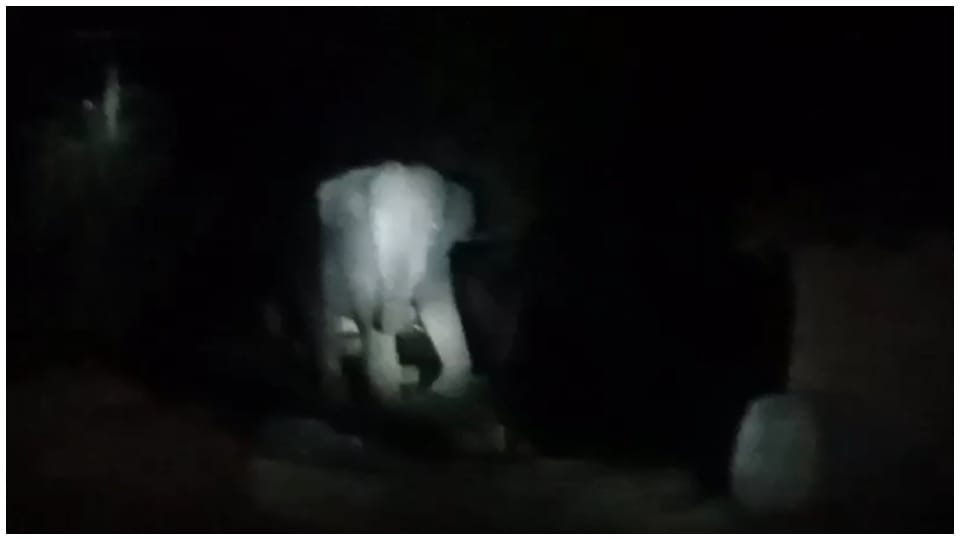 Wild hand mischief again in Bedra village