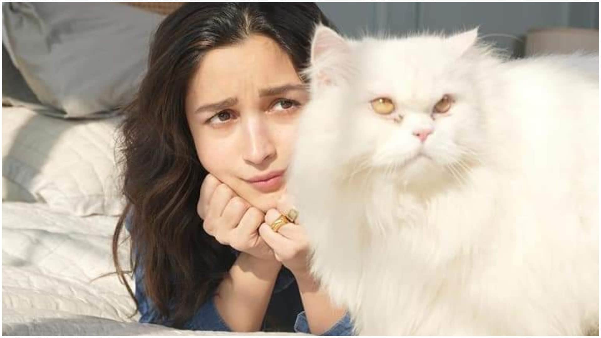 Celebrities Who Are Cat Lovers Alia Bhatt Jacqueline Fernandez Kalki Koechlin Zareen Khan Richa Chadha