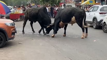 Two Stray Bulls Clashed In Front Of Jagat Plaza In Greater Noida – Amar Ujala Hindi News Live