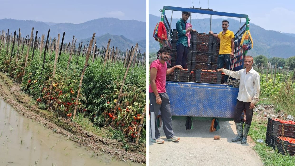 Sale of tomato crop in Mandi Balh Prices fell due to arrival of crops from other states