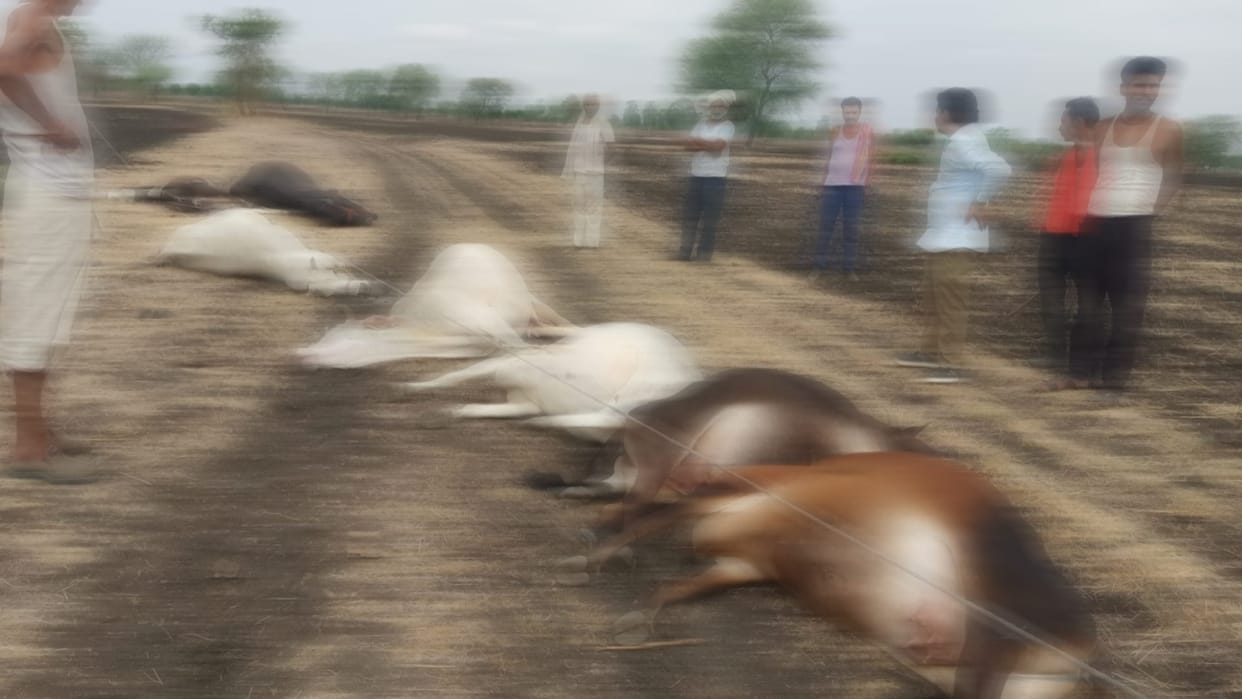 The high tension line wire broke and fell on the cattle