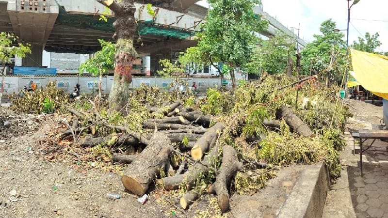 indore news metro project tree cutting plantation nature rain issue