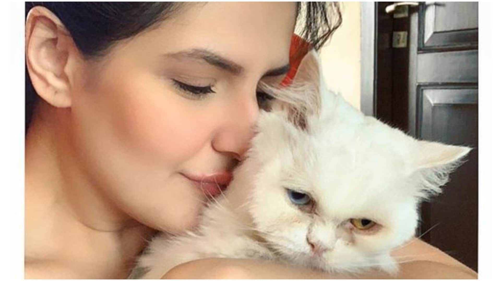 Celebrities Who Are Cat Lovers Alia Bhatt Jacqueline Fernandez Kalki Koechlin Zareen Khan Richa Chadha