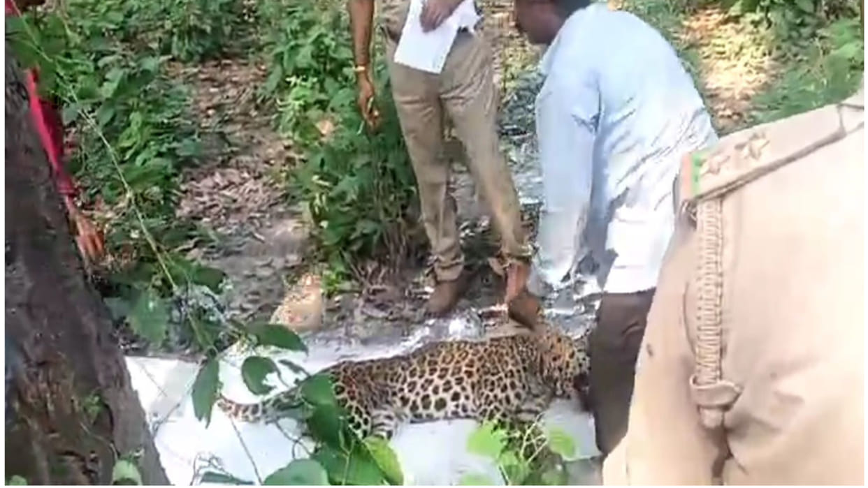 The carcass of a leopard has been found in the bushes of Sohagibarwa forest area of Maharajganj
