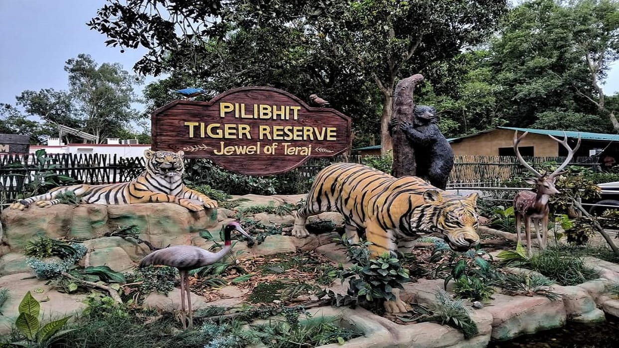 Weekend jungle safaris in Pilibhit Tiger Reserve are expensive