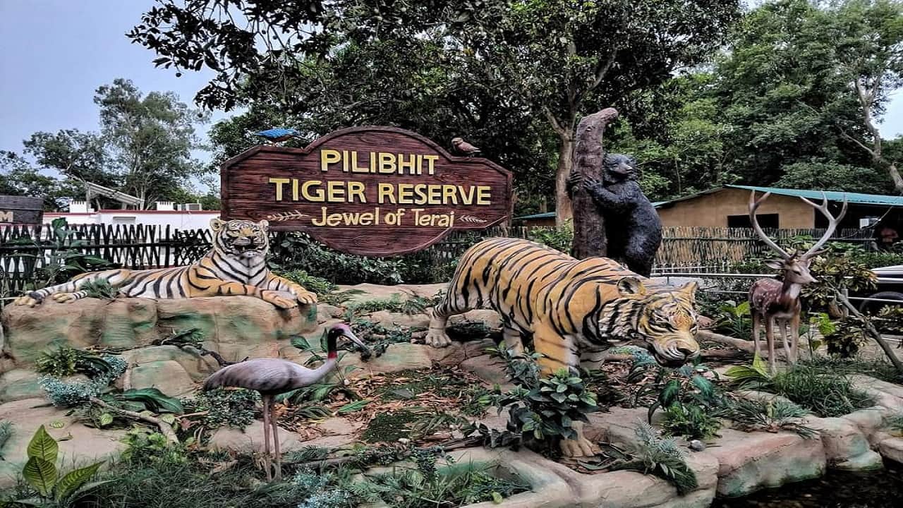Tiger population growing in Dudhwa and Pilibhit Tiger Reserves