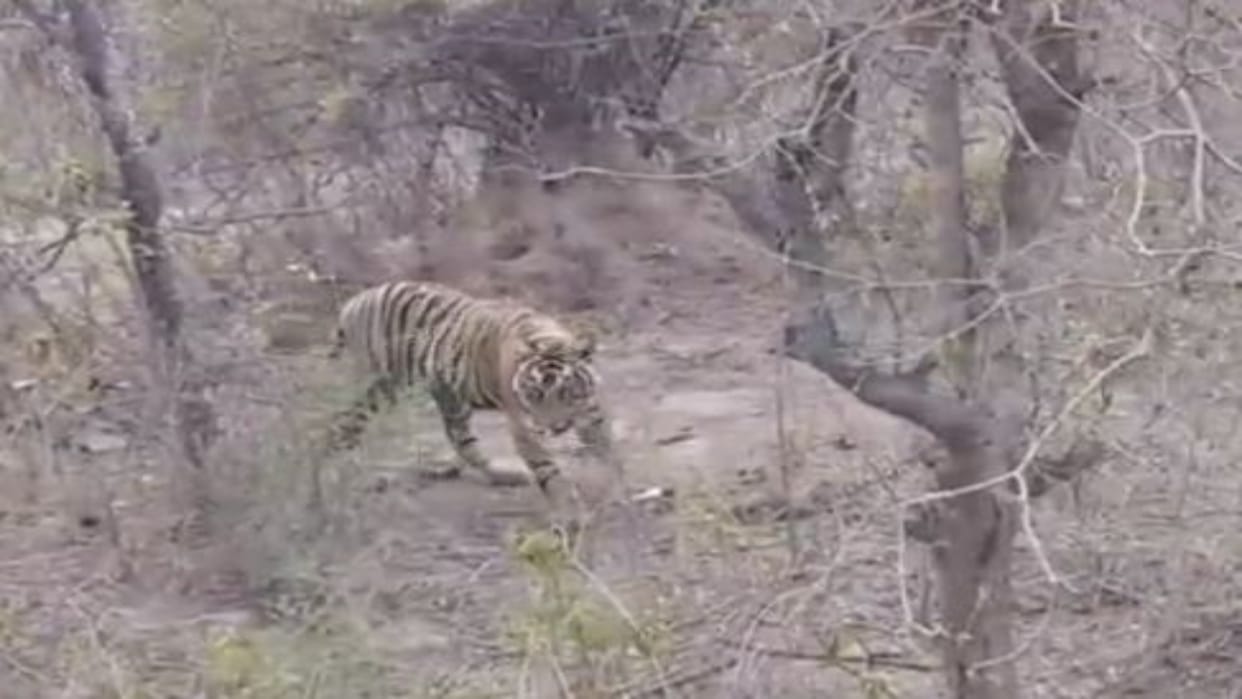 Alwar News: Sariska Sanctuary will be closed for 3 months, tourist will not be allowed to enter during monsoon