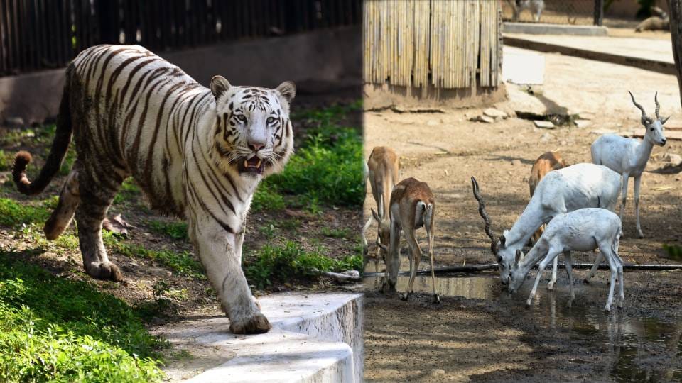 Wildlife will taste wild fruits and natural seeds in the zoo
