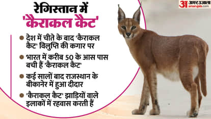 Rajasthan News: Rare Caracals Spotted at India-Pakistan Border Jaisalmer Becomes Hub of New Conservation Hopes