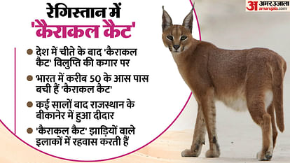 Rajasthan News: Caracal cat, which is on the verge of extinction in India, was seen in Bikaner