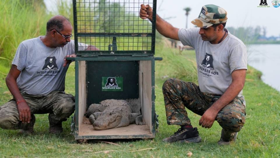 Panic spread among villagers when huge crocodile entered village of Firozabad forest department team rescued