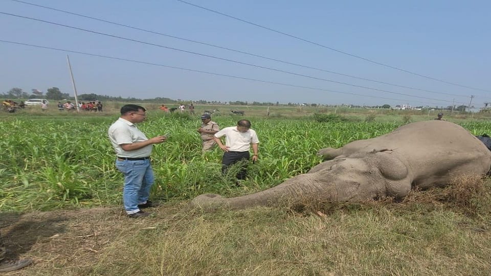 Elephant dies after coming under 11 thousand KV high tension line in dineshpur