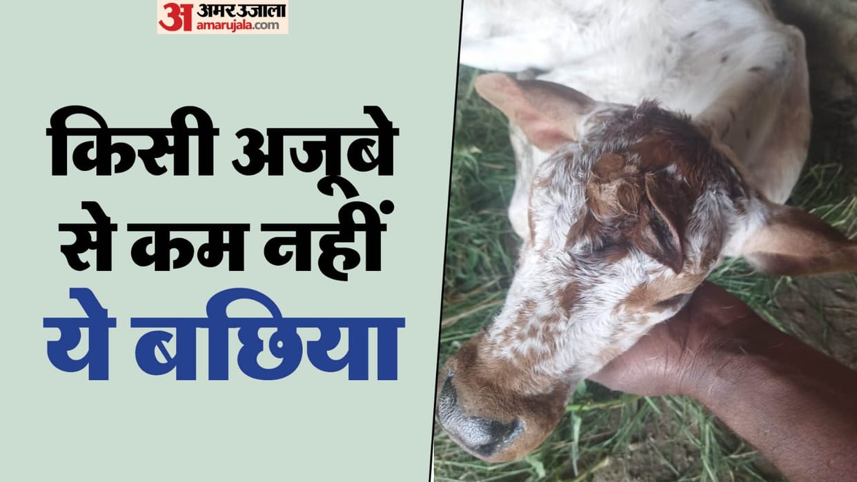A calf with seven ears born in Amroha