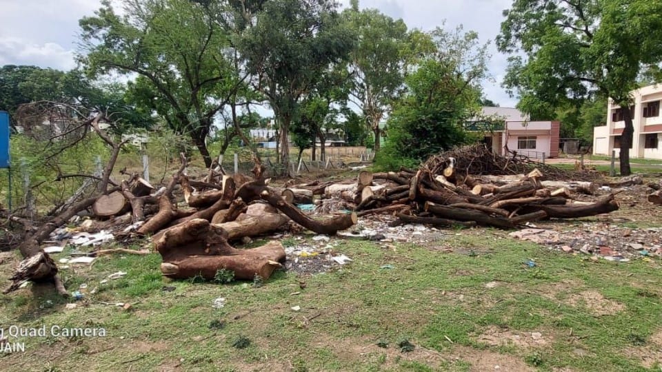 indore news malhar ashram school tree cutting plantation issue protest