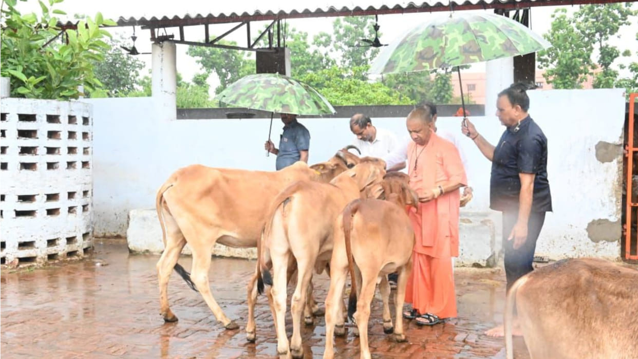 CM Yogi did cow service in Gorakhnath temple in the rain, fed jaggery with his own hands