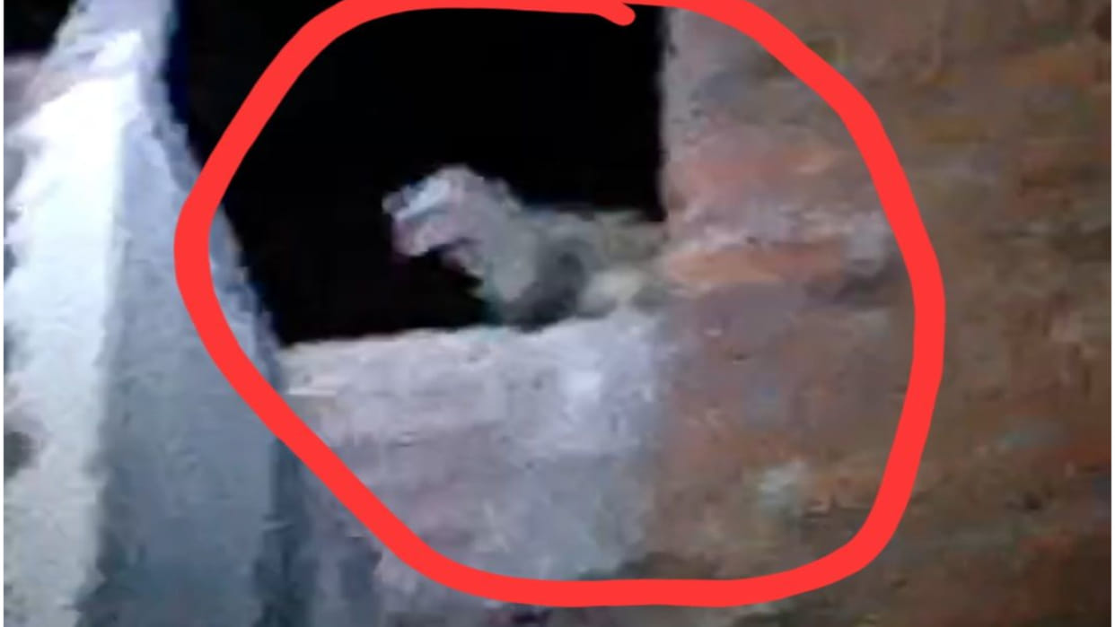 Badger eating 'dead body' seen again in Raiganj Gorakhpur